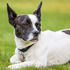 Süßer Mischling aus französischer Bulldoge und Jack Russell Terrier