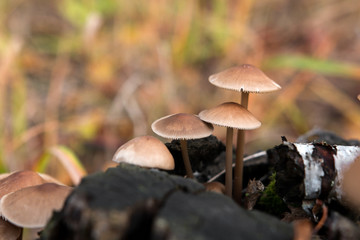 mushroom on an old stump in the woods