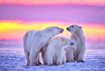 Polar bears at sunset, oil painting