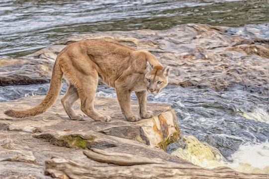 Cougar by Minnesota river,photo art