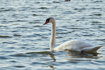 white swan floating on the lake in Poland.