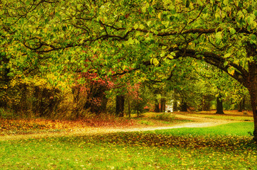 Autumn park with fall trees and meadow , natural seasonal background