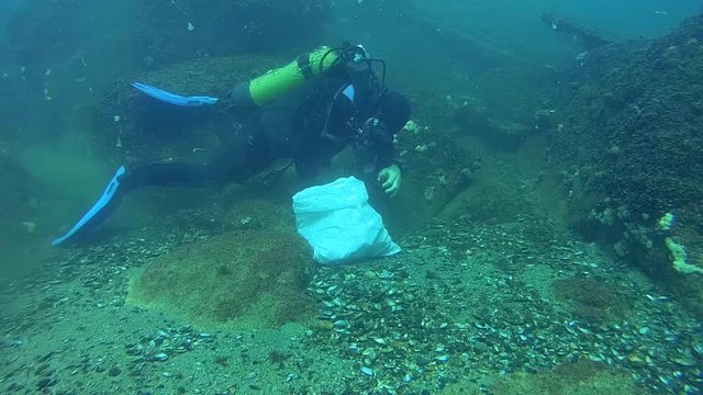 A diver collects Veined Rapa Whelk (Rapana venosa) in the bag.
