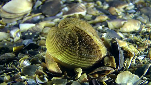 Ark Clam (Anadara inaequivalvis) on the seabed.
