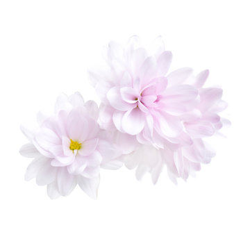 Purple chrysanthemum flower isolated on white background