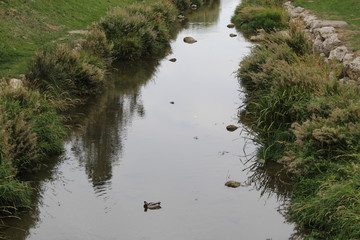 Río con patos. 