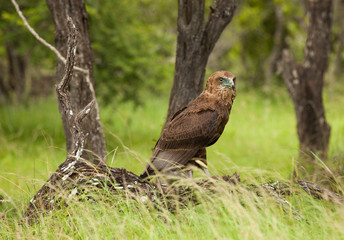 Hawk resting on a branch 