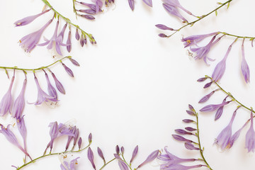 Frame with purple hosta flowers isolated on white background. 