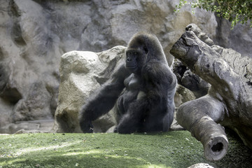 Big gorila © raycocar