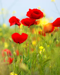 Obraz premium Some poppies on green field in sunny day