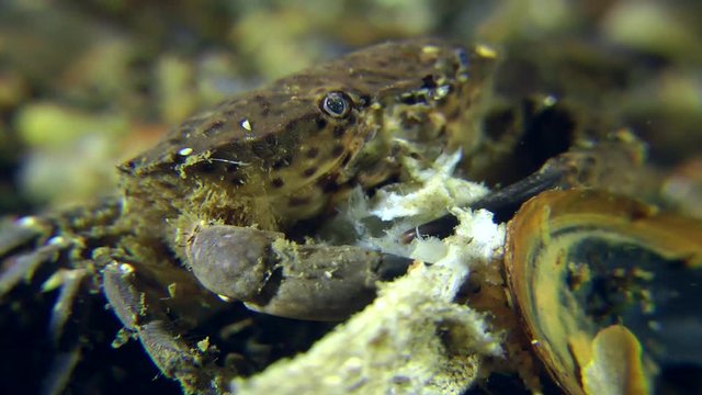 Jaguar round crab (Xantho poressa) eat the skin of dead fish, periodically pulling it with claws, close-up.
