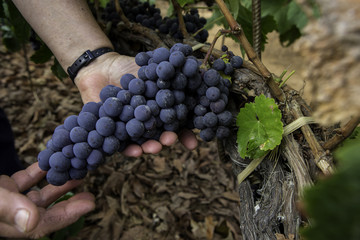 vintage grapes