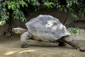 Fototapeta premium Giant turtle