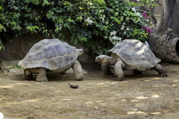 Fototapeta premium Giant turtle