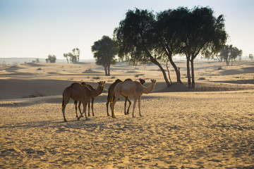 Desert landscape with camel