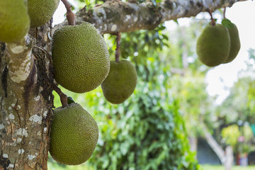 jackfruit. Unique in its size and very tasty unusual fruit of Th