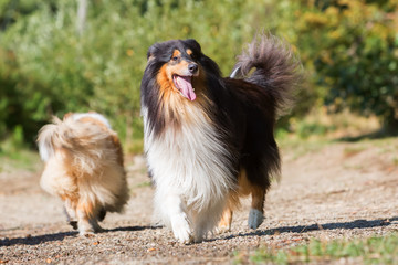 collie dogs at the lake