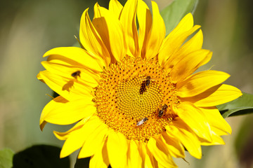 Sunflower with bees in summer.