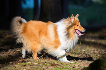 walking dog in the forest