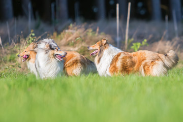 collie dogs running on the meadow