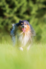 collie dog running on the meadow
