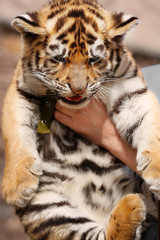 Female hands holding baby tiger, close up
