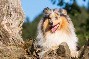 portrait of a collie dog