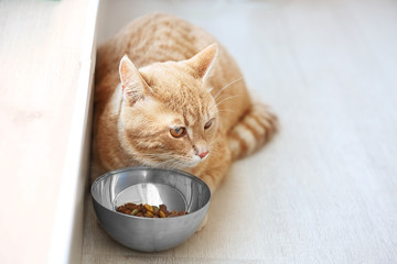 Fototapeta na wymiar Cute cat eating from bowl on floor