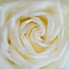 Close up of white rose. Flower background