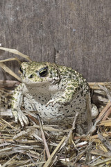 Sapo inflado, sobre paja.