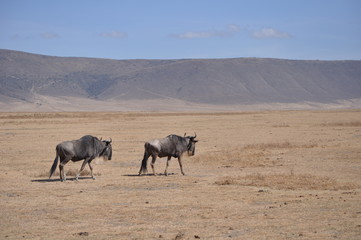 Wildebeest Migration