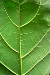 Green leaf texture, closeup
