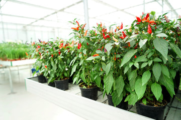 Fototapeta na wymiar Hot chili peppers in pots