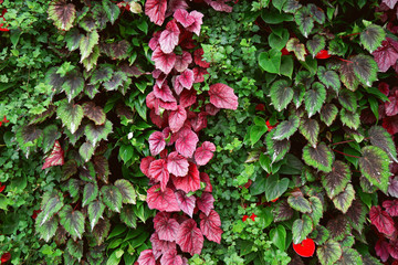 Beautiful flowers, house plants