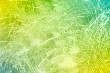 abstract green grass background with color filters