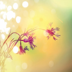 Background with field flowers with filters and bokeh