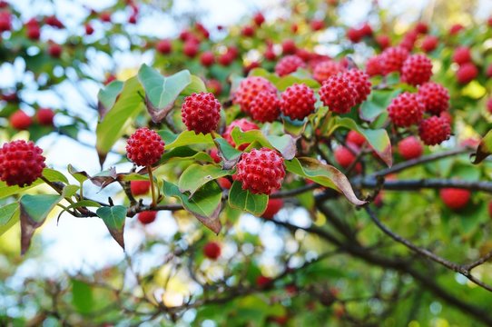 Red berry fruit of the cornus kousa dogwood tree