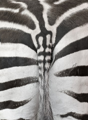 Close up photo of a zebra rear with part of the tail. Zebra ass print useful as a background or pattern