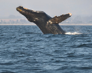 Obraz premium --Whales Breaching