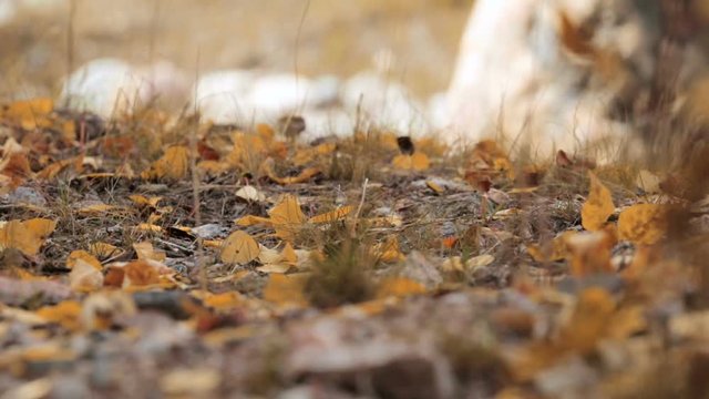 Fallen yellow aspen leaves on forest ground