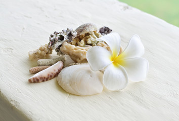 Tropical flower Plumeria alba and seashells