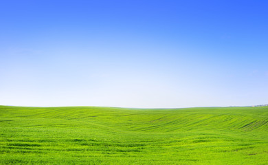 Beautiful summer field landscape scenic view