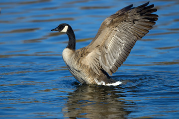 Canada Goose flapping wings