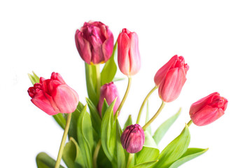 spring fresh tulips isolated
