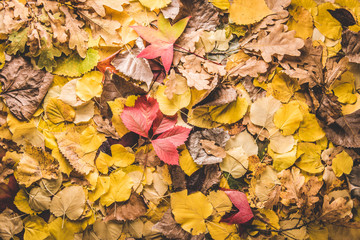 Autumn leaves