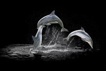 Foto op Canvas Three dolphins jumping in the water playing with each other. Isolated on black background with water in the background. © bennymarty