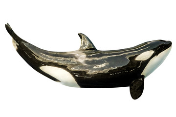 A killer whale, Orcinus Orca, isolated on white background. © bennymarty