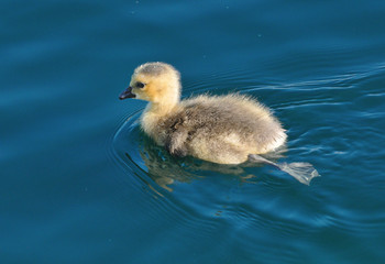 Canada Goose duckling swimming