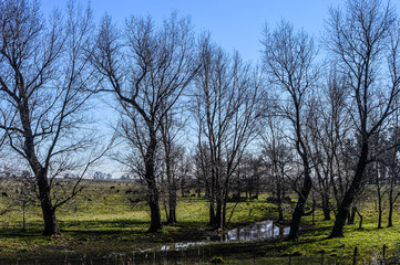 Árvores e pastos