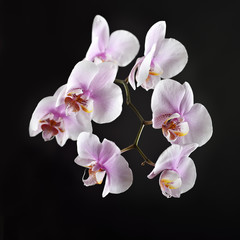 Fototapeta na wymiar Pink orchid on a black background
